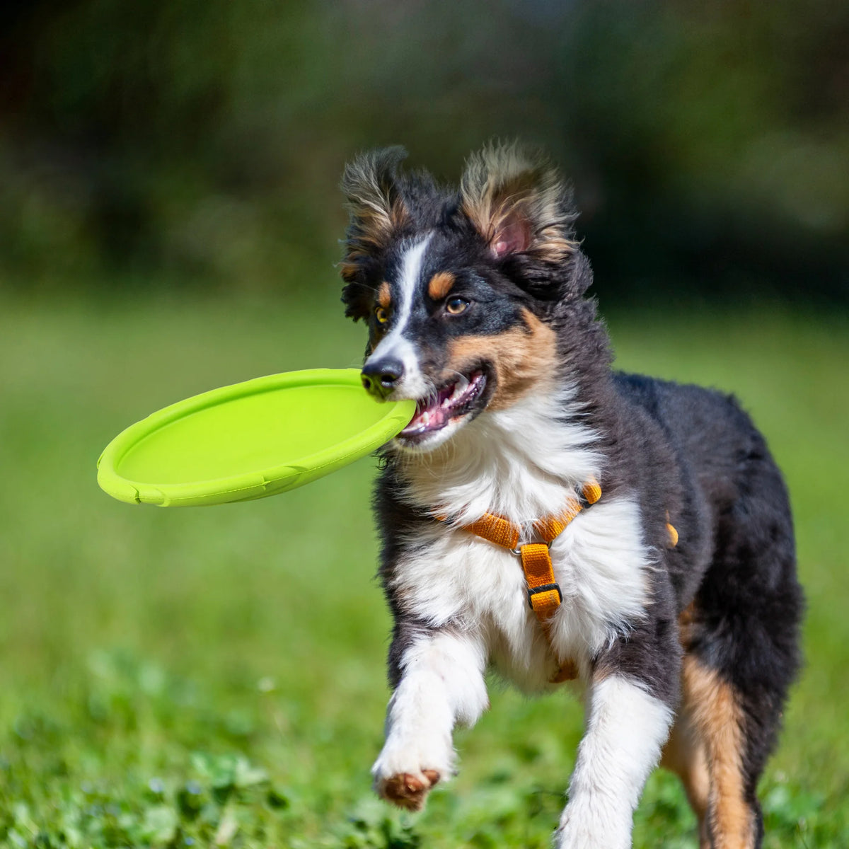 Natural Rubber Floating Flying Disc Dog Toy for Water Play