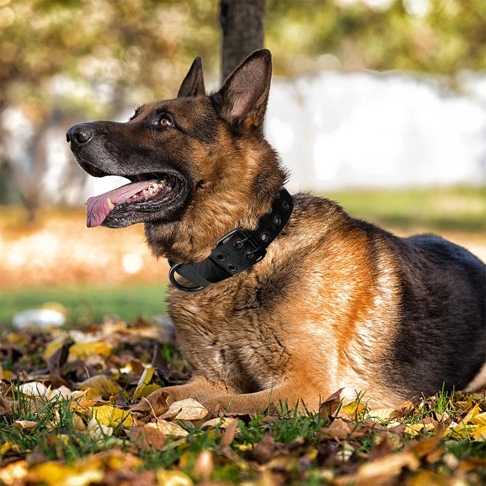 Durable Nylon Tactical Dog Collar for Training and Outdoor Walks