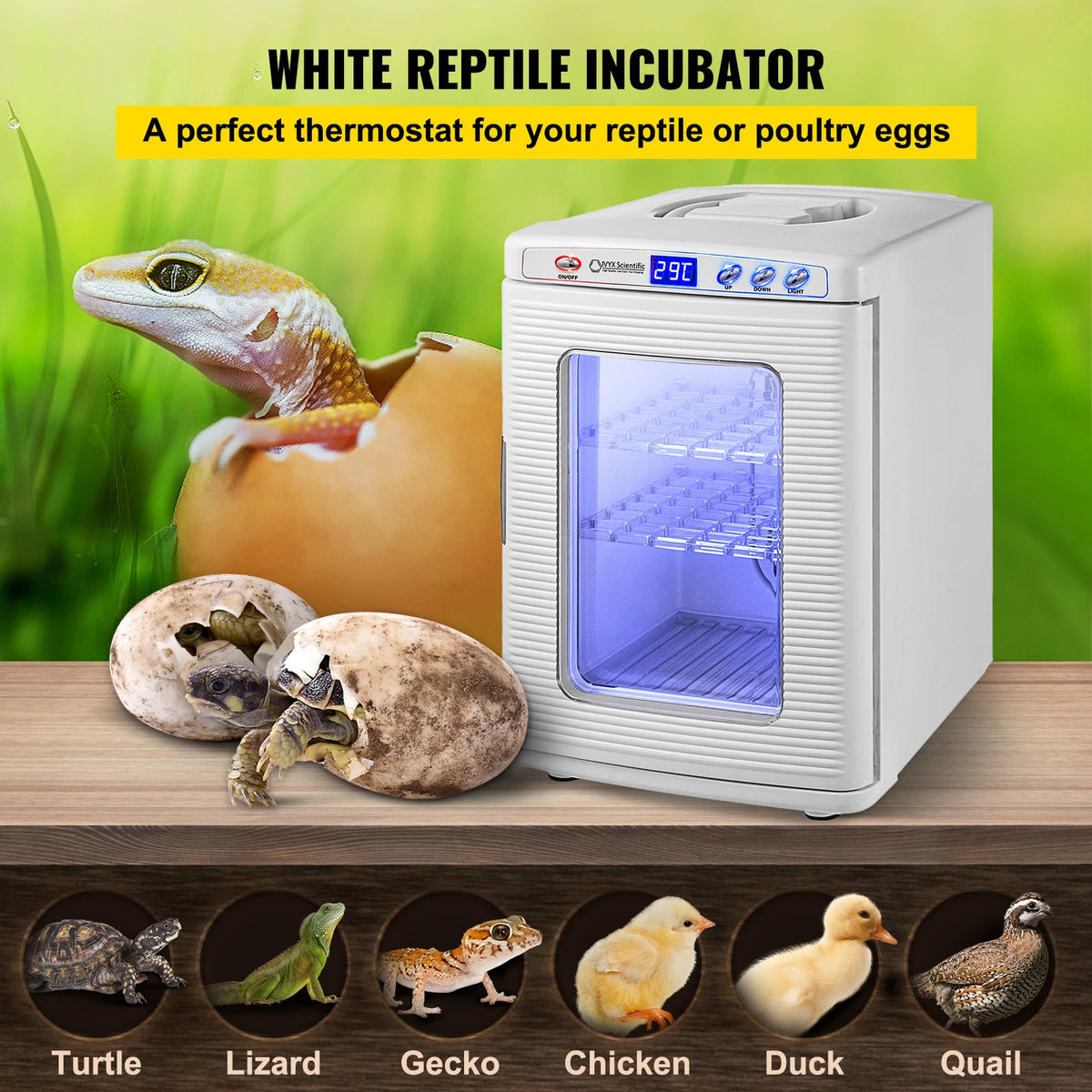 Automatic Reptile Egg Incubator With Thermostat for Snakes and Turtles