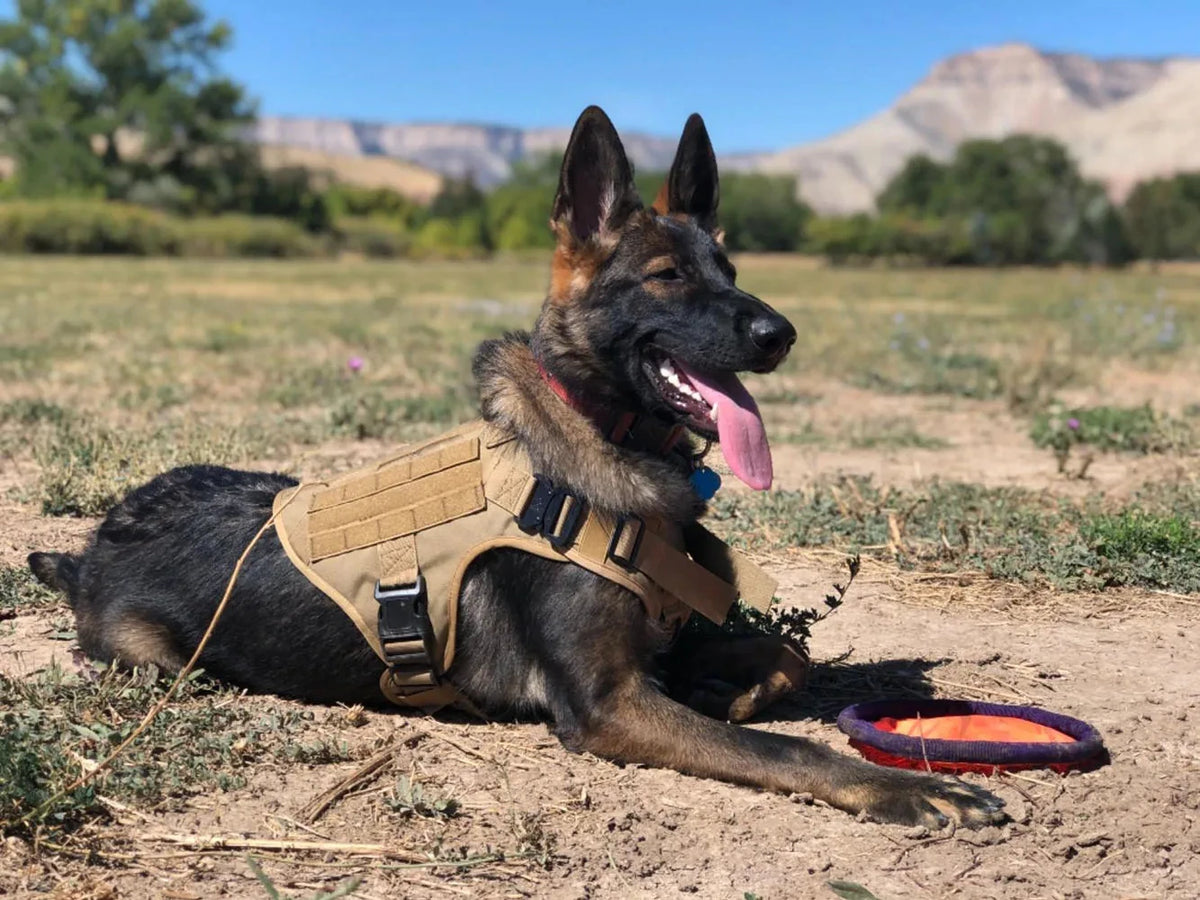 PETRAVEL Tactical Dog Harness And Collar Set For Outdoor Training