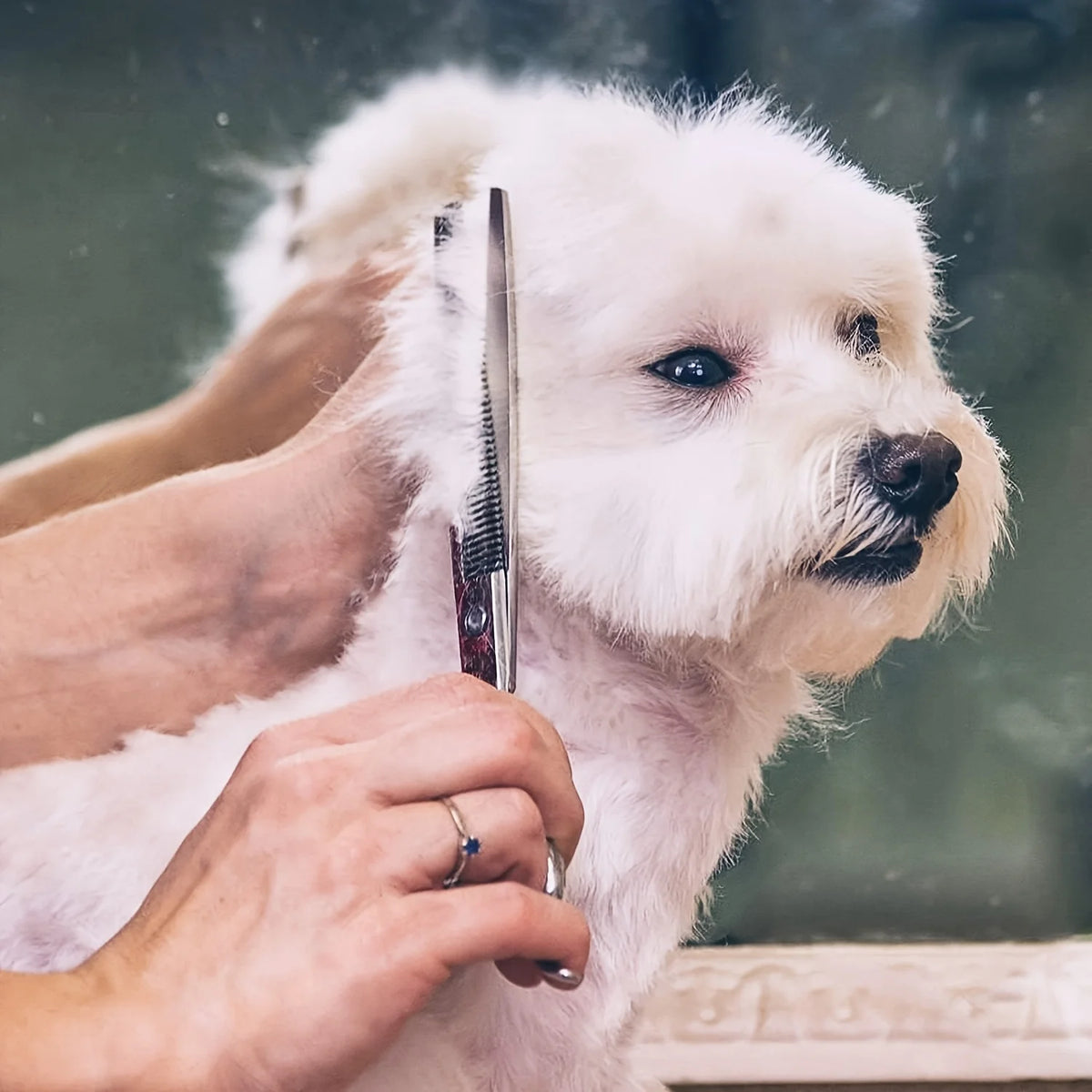 Titanium Coated Stainless Steel Pet Grooming Scissors With Round Tip